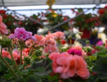 Pelargonioita kasvihuoneessa