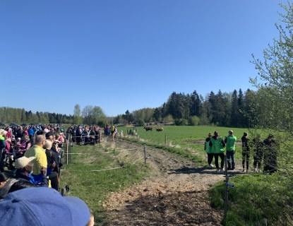 Paljon ihmisiä katselemassa aidan takana pellolla syöviä lehmiä. 