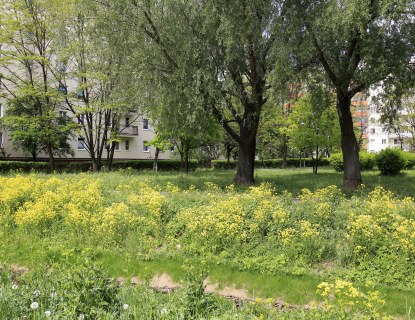 Kaupunkiympäristö, jossa niitty, puita ja taustalla kerrostaloja.